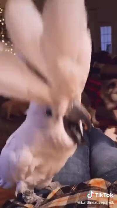 Cardi Bird - WAP (feat. Megan Thee Stallion)