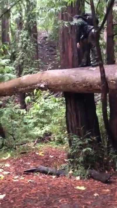 WCGW walking across a wet log