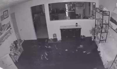 Clever dog steals friend's bed by throwing a bone.🐕🦴🤯🤯😂😂