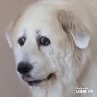 Blursed_Doggo