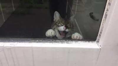 My friend made this GIF of my cat and I think it's hilarious