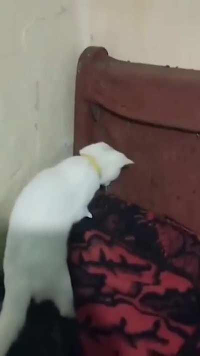 WCGW trying to catch mice