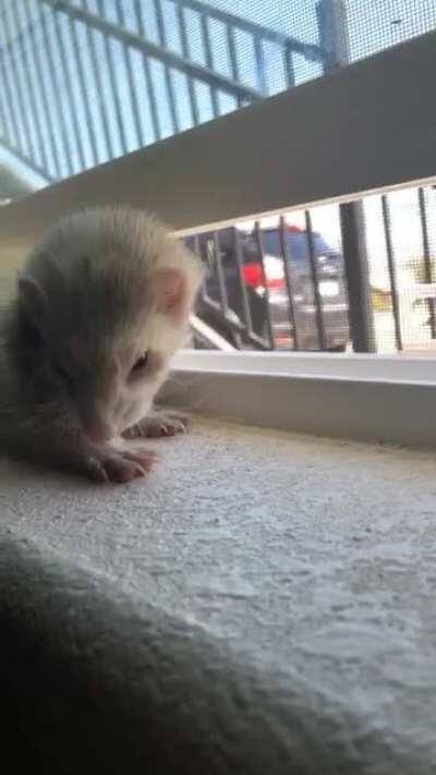 Hi everyone. It’s been a while since I posted on here, but I figured I would inform all of you that babushka has passed away. I miss her with all my heart already, and I will cherish her memory forever.