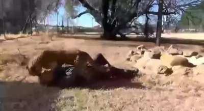 anka zone version GOOOOOOOOOOOD