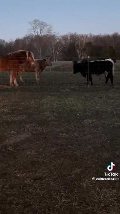 The GOAT got the Cows feeling it