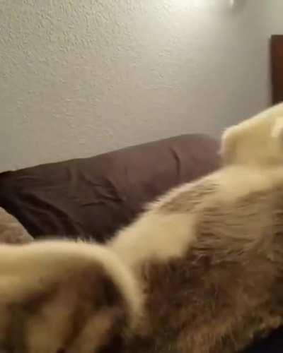 Love-hate relationship