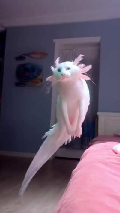 Que raça é meu gato?