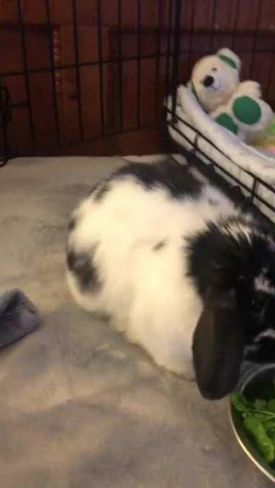 Some bunny is home minus 2 things he was born with. All went well and he definitely has his appetite. The poop machine is back in action!