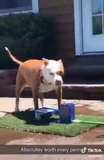 Ele não sabe peepoLaugh