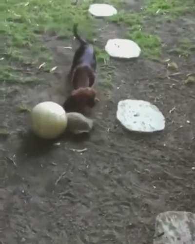 Dog teaches turtle to play with a ball