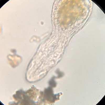 Let me just focus in on this cute little guy and...