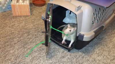 Latte when she was learning her "go to crate" trick!