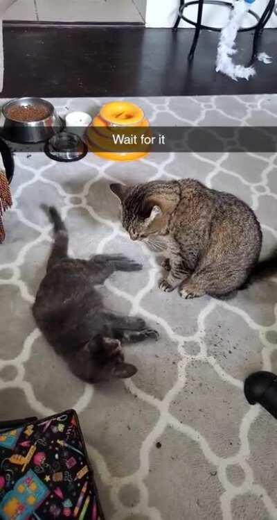 Murderface and Matilda have a staredown until Matilda gets startled into the catverse