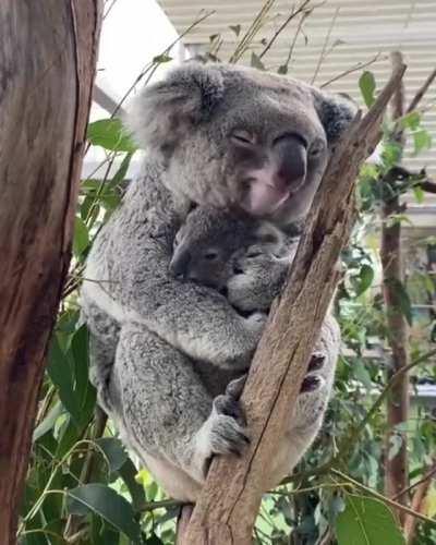 Koala Kuddle