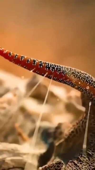 I hate lizard🤬🤬🤬🤬🤬😡😡😡😡🤬🤬😡🤬😡🤬😡😩😩😩😩😩😒😒😒😒🙁🙁🙁😭😭😭😭😭😭😭😭😭🤯🤯🤯🤯🤯🤭🤭🤭🤭🥵🥵🥵🥵🥵🥵nvm guys they cool