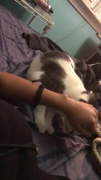 My foster cat after 3 days at home with me