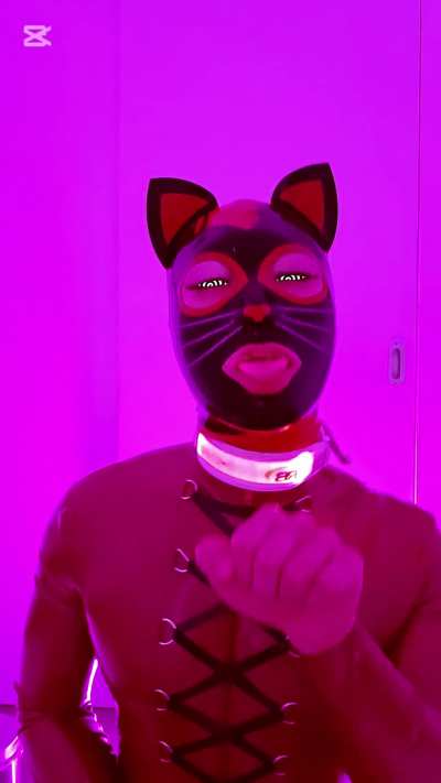 Hypnotized kitty is ready to please master