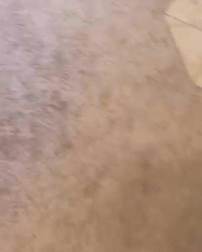 According to her human, 