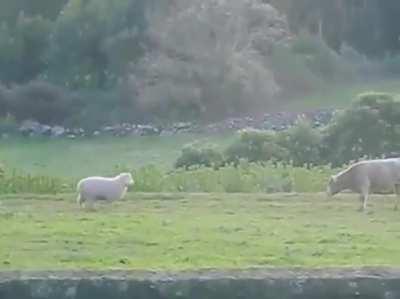 Let's fight! Nah just a boop