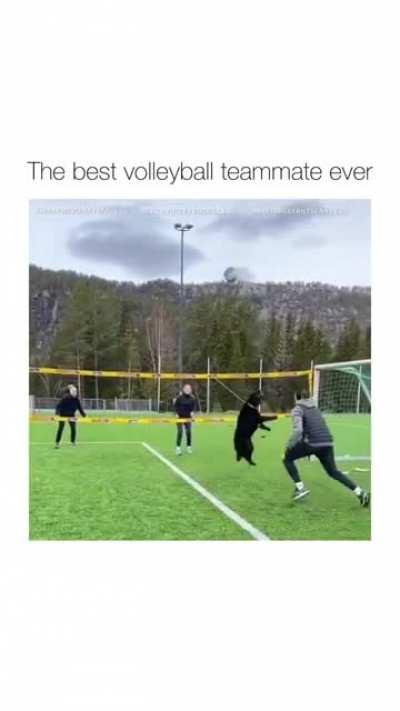 The Best Volleyball Teammate Ever 🐕🏐