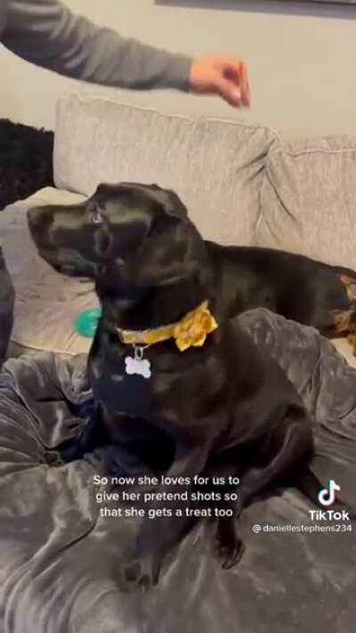 Dog loves getting shots