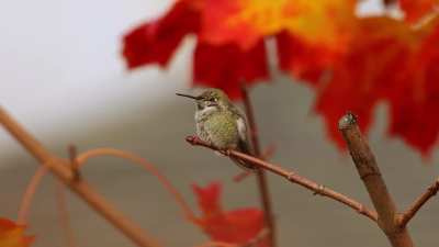 Having a little break after chasing/being chased.