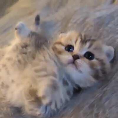 The tiniest cat belly