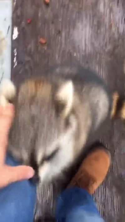 Clean and fluffy Shredder