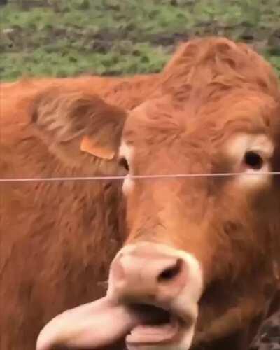 Cow see, Cow do