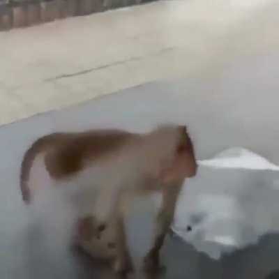 Woodszin - Video #1836