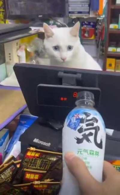 Cat cashier