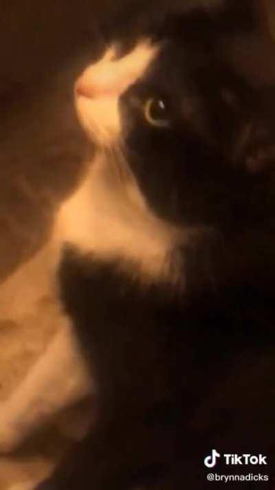 Khajiit does not see coin, will give no wares