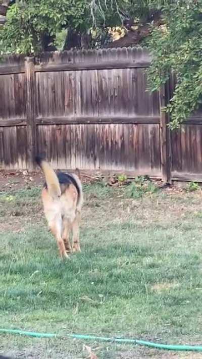 Squirrel hunter 🐿