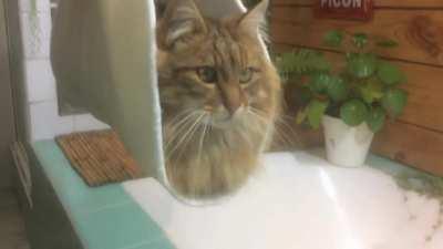 Cat Taco Mascot - The future of Taco