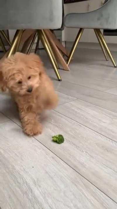He found a BROCCOLI! A BROCCOLI, I say!