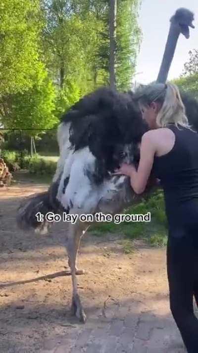 Ostriches are able to kill lions! I couldn't handle that