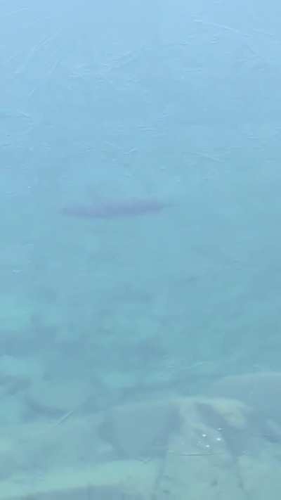 Otter pops (his head through the ice)