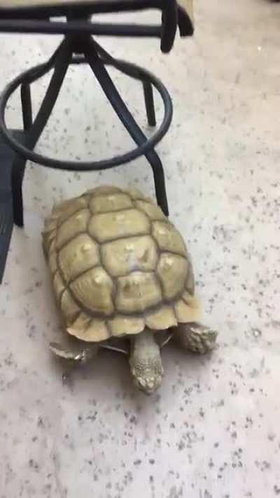 ArMoReD thiEf CoMItTiNG bURGLAry IN BrOad DAyLigHT