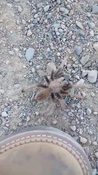 Came across this Tarantula on a hike!