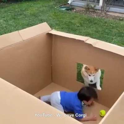 Corgi playing with a cute baby