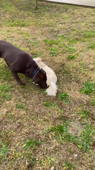 My beautiful puppy's new friend