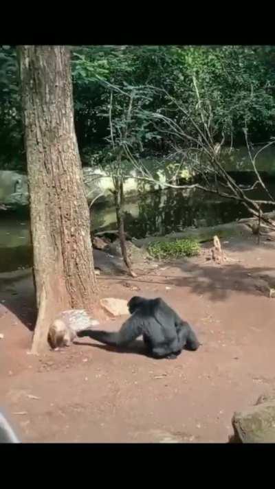 after poking a Porkupine