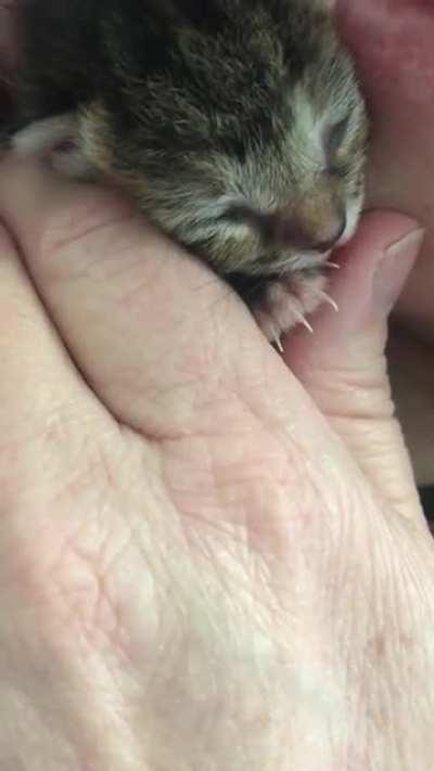 10 days old and purring like a motor