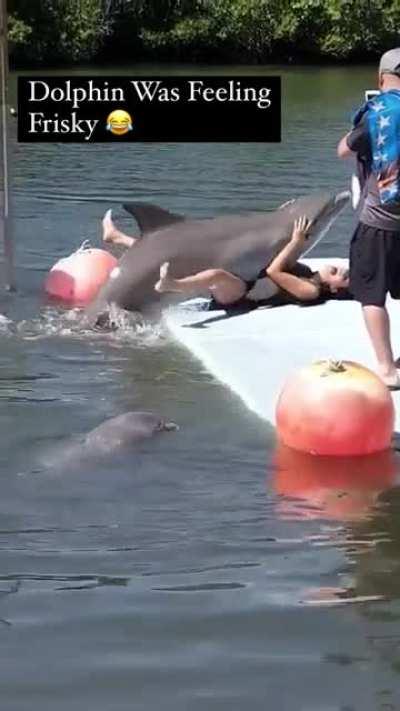 Dolphin needs to CHILLLL