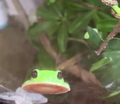 Lemme just *blob* for u