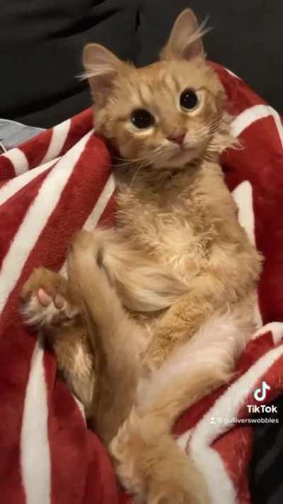 Gulliver does a wobble