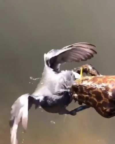to eat a bird