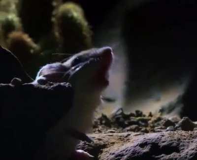 Mouse takes down Scorpion then gives a cry of victory