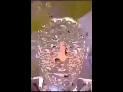 IDONTGIVEASWAG - Video #8032