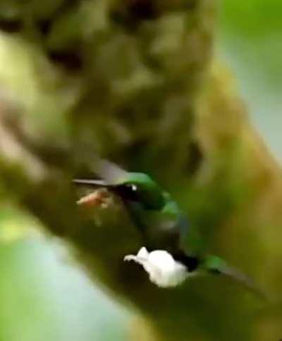 Hummingbird bullied by Bees